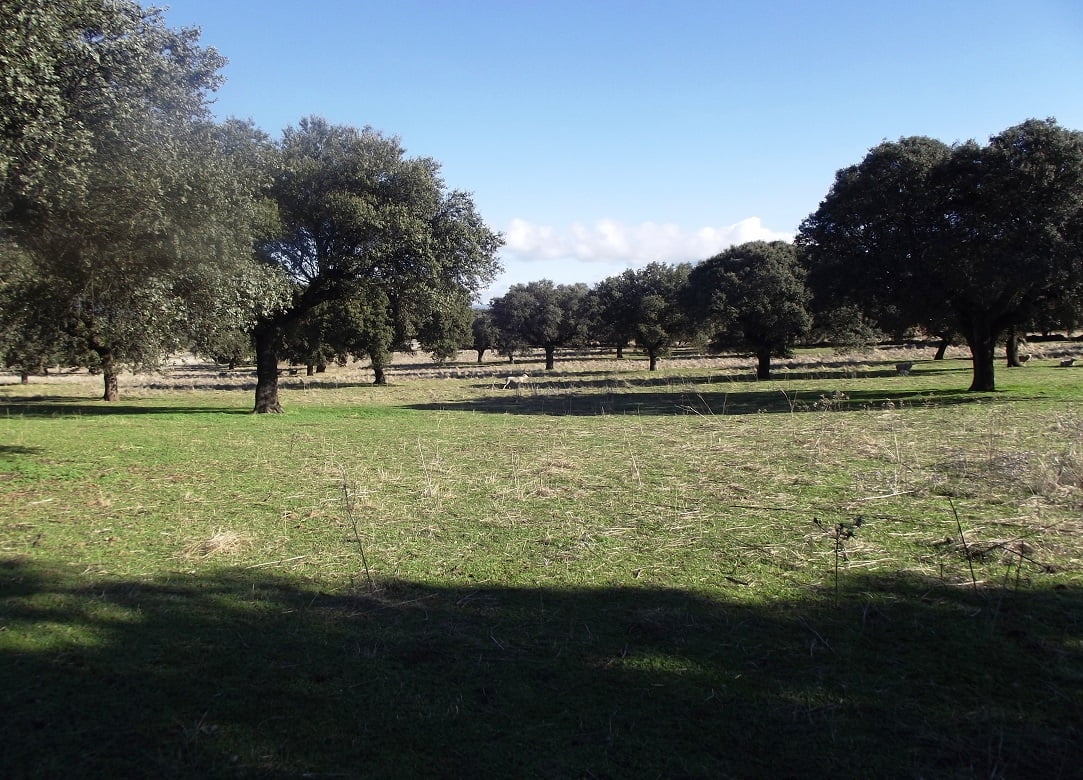 Fincas en Caceres