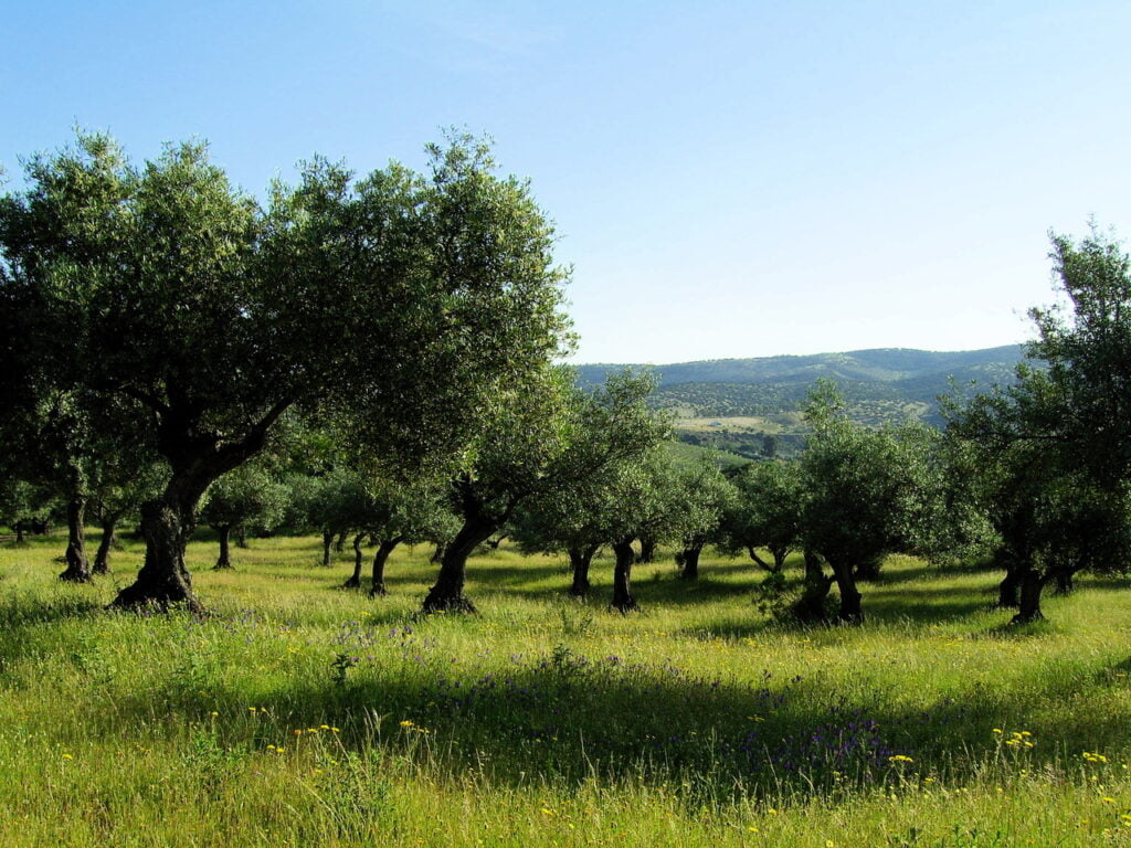 Fincas de Recreo en Extremadura