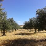 Crece el interes por invertir en fincas rusticas