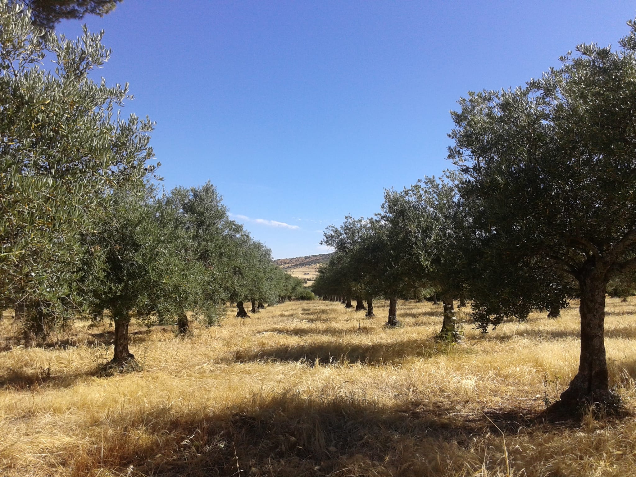 Crece el interes por invertir en fincas rusticas